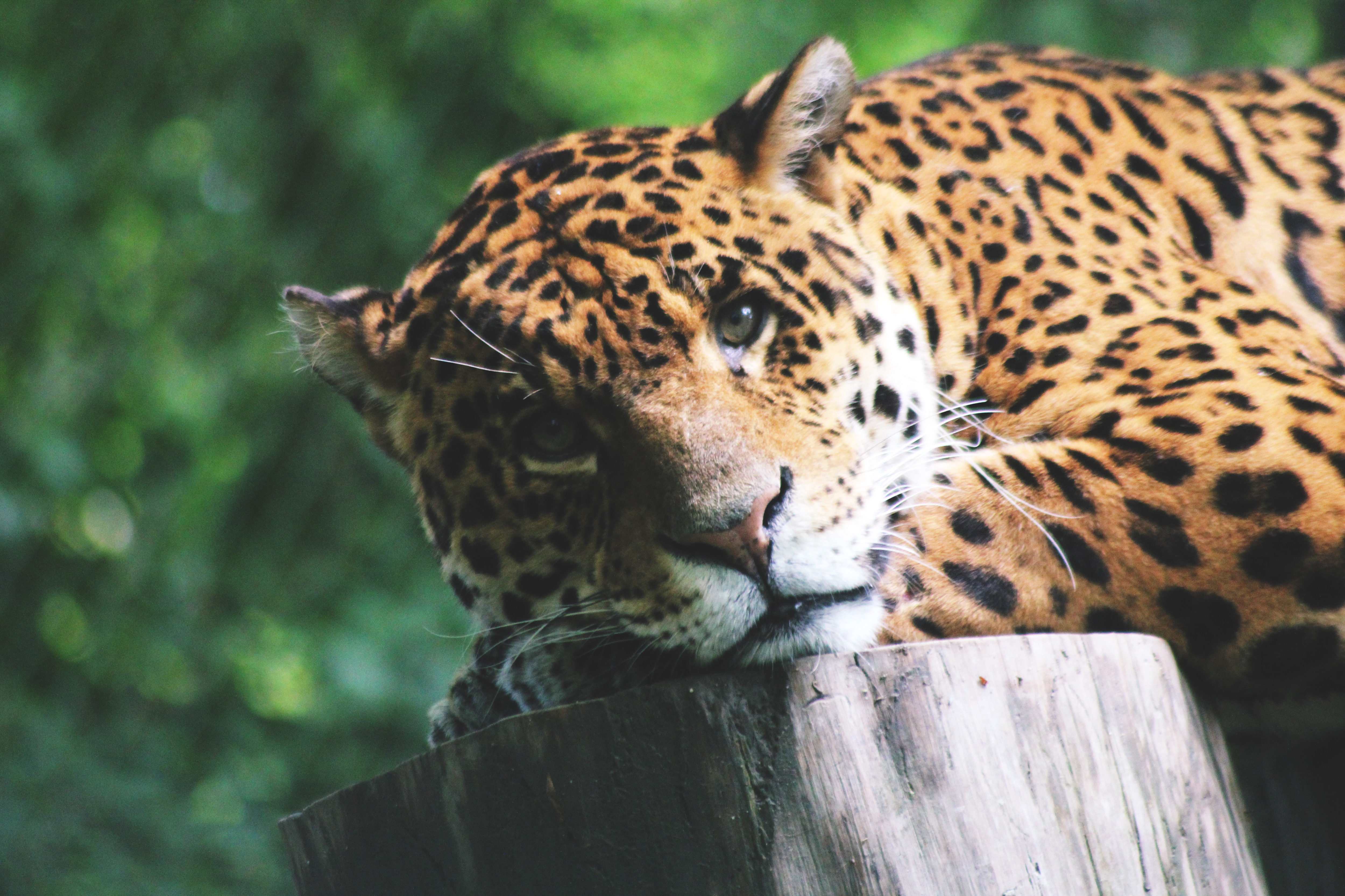 Leopard Cat Closeup Free Stock Photo ISO Republic