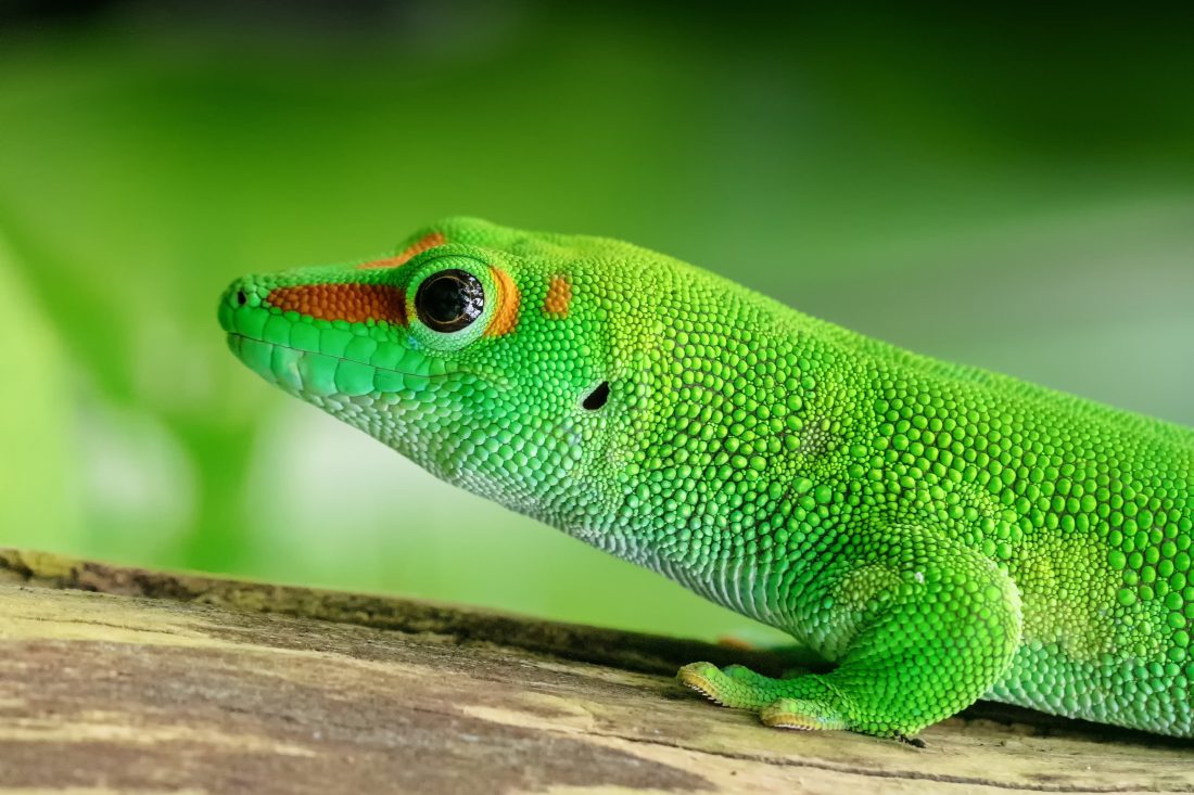 Gecko Lizard RoyaltyFree Stock Photo and Image