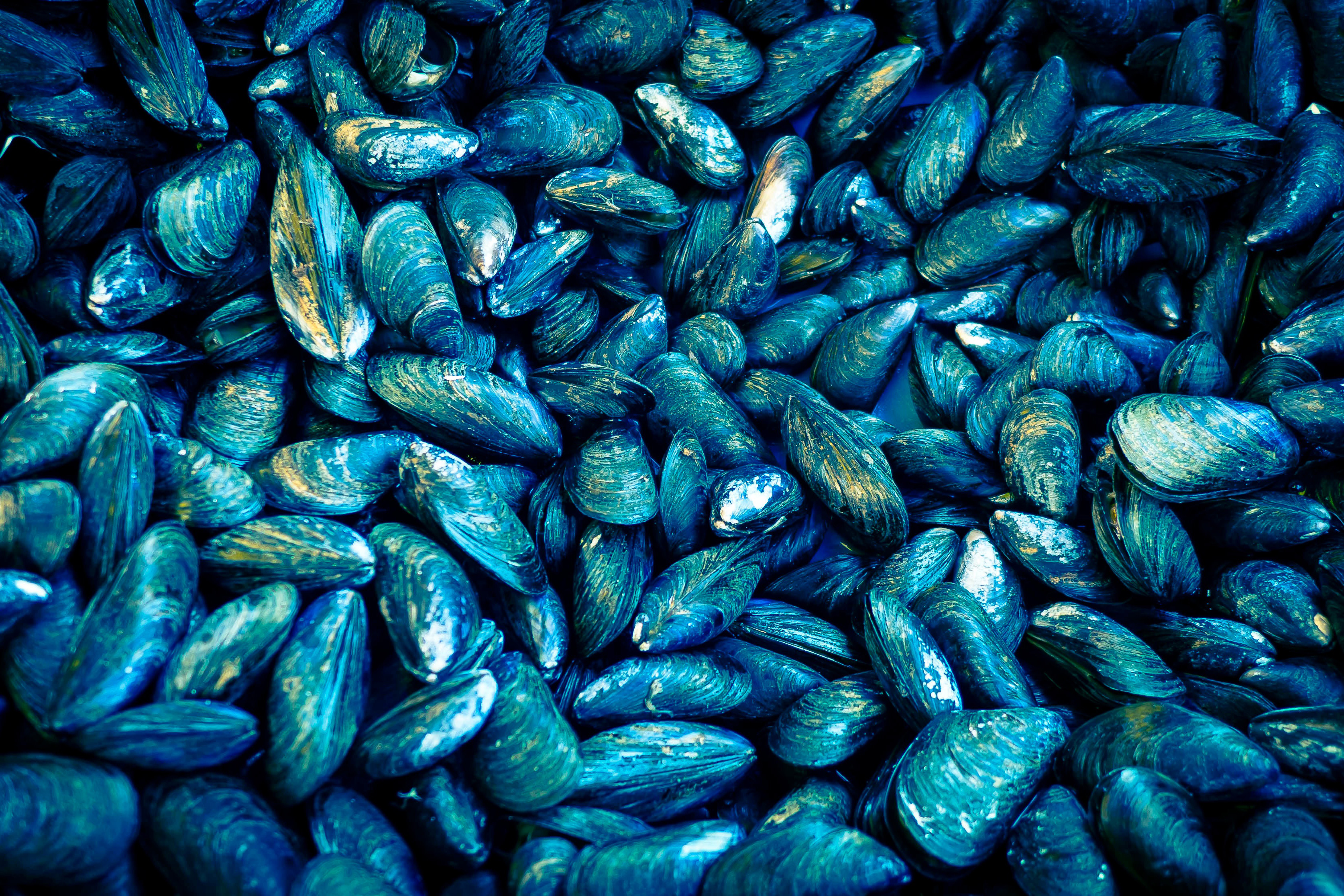 Mussels Shellfish RoyaltyFree Stock Photo