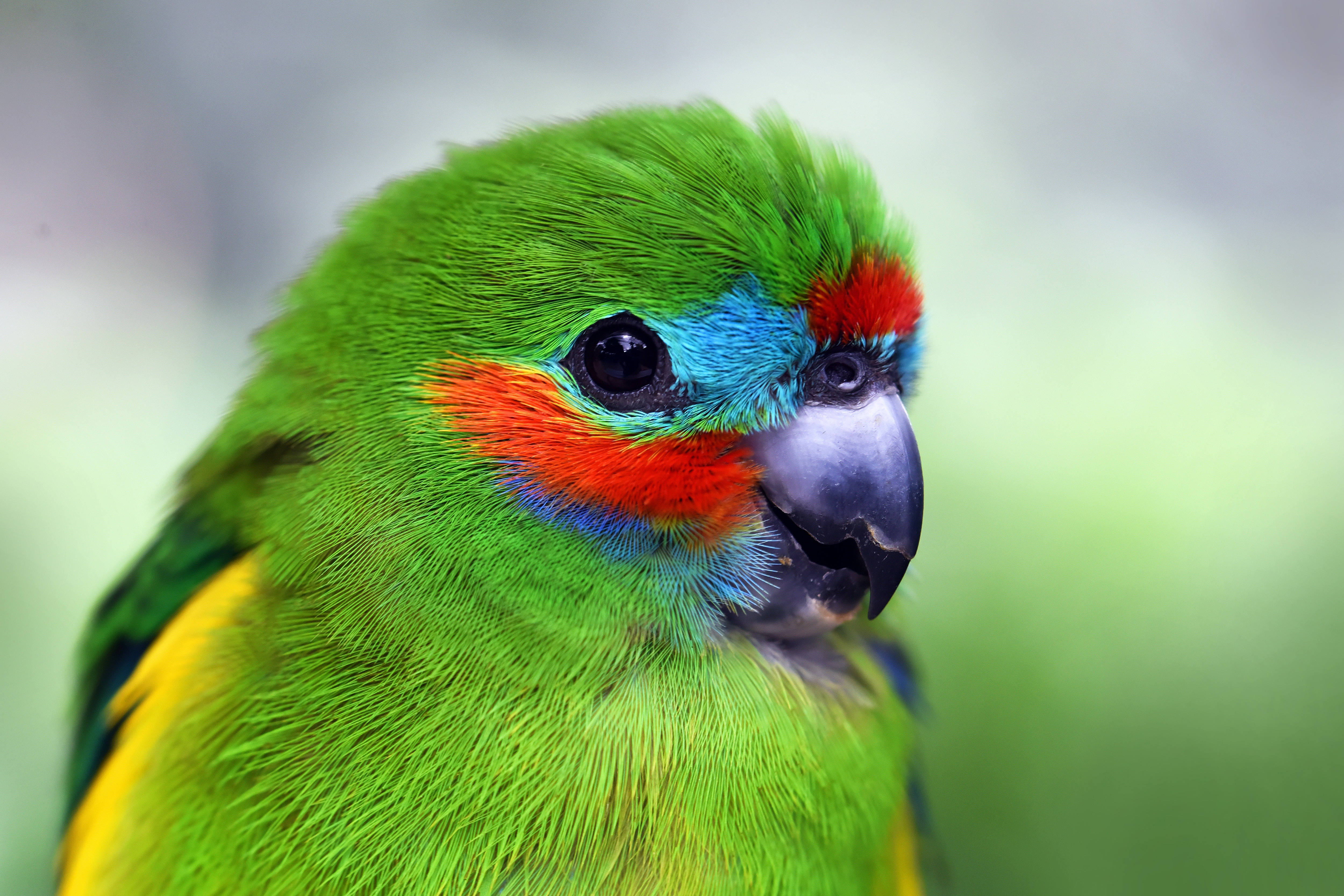 Parrot Royalty-Free Stock Photo