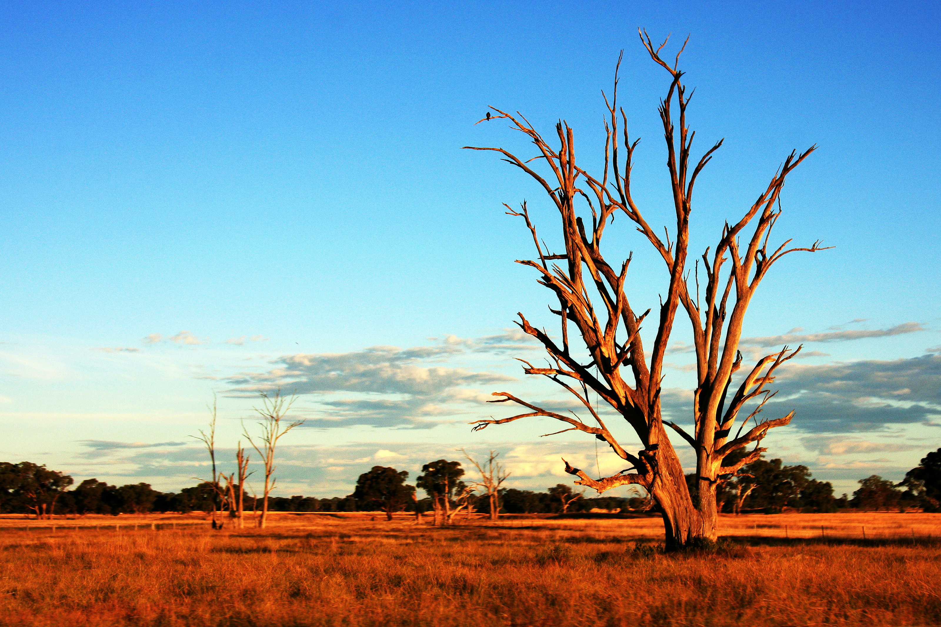 Australian Outback Plants And Trees