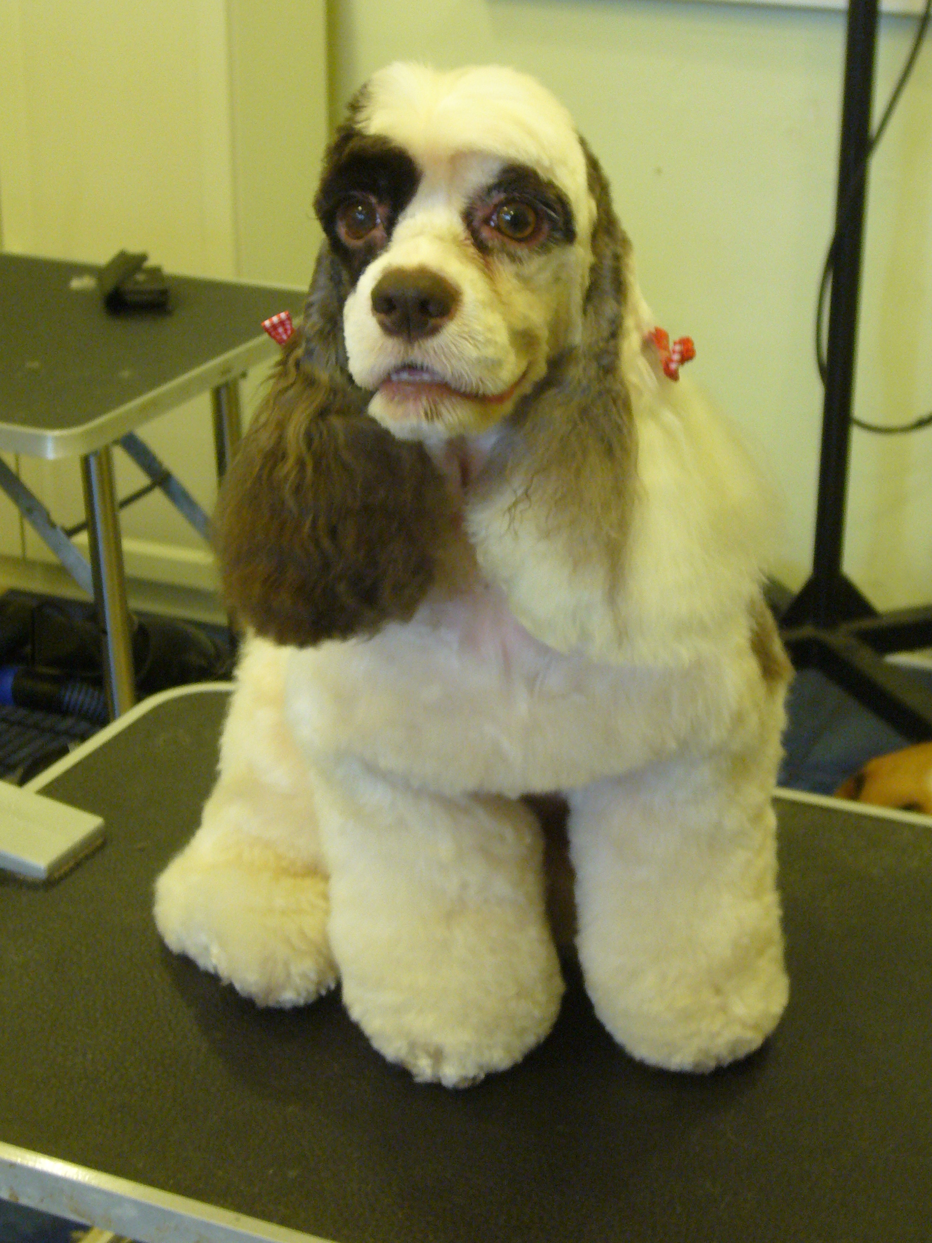 Gallery Inspiration School of Pet Grooming