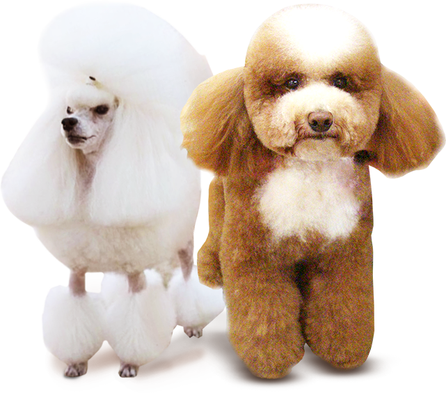 Inspiration School of Pet Grooming Pet Grooming School Singapore