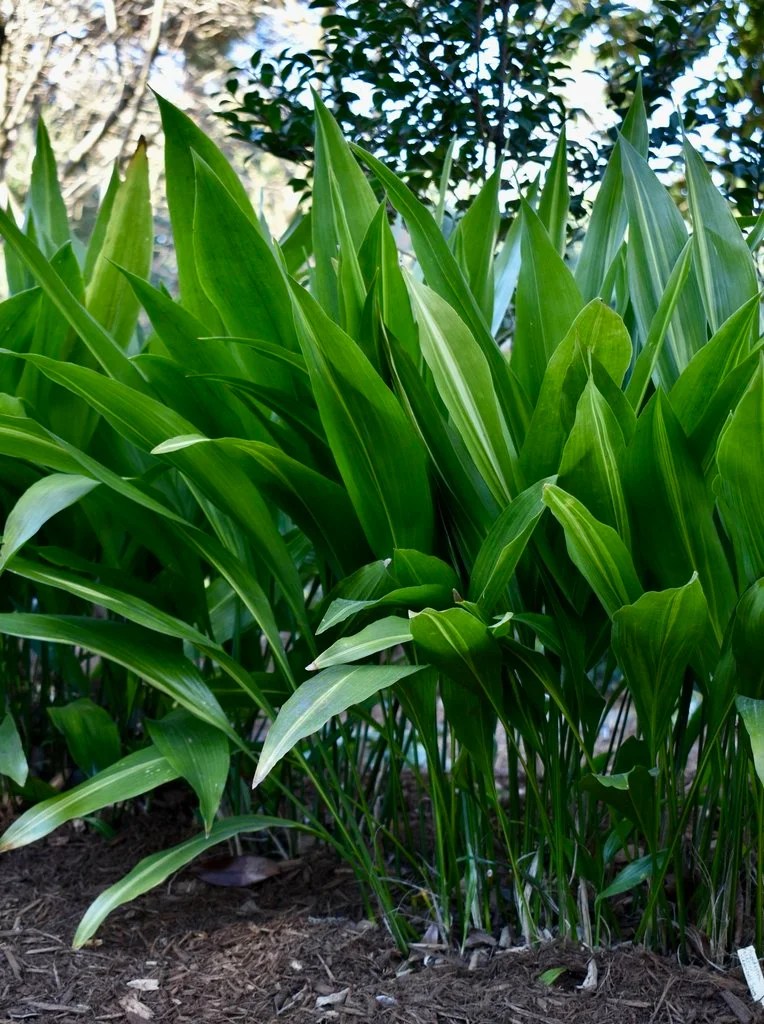 Cast iron plant (Aspidistra elatior) All You Need To Know Ispru.
