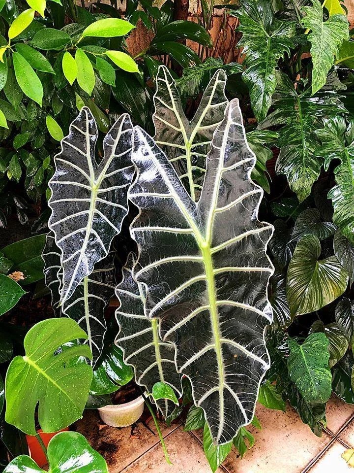 Elephant ear (Alocasias X Amazonica) All You Need To Know Ispru.