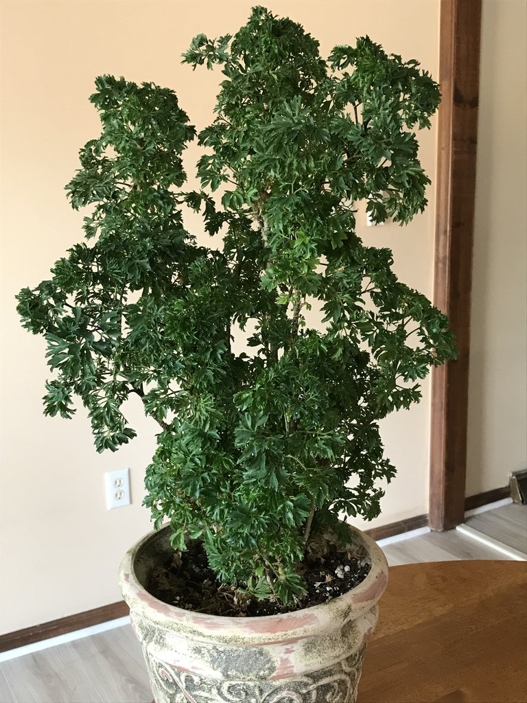 Ming Aralia (Polyscias fruticosa 'Elegans') All You Need To Know Ispru.