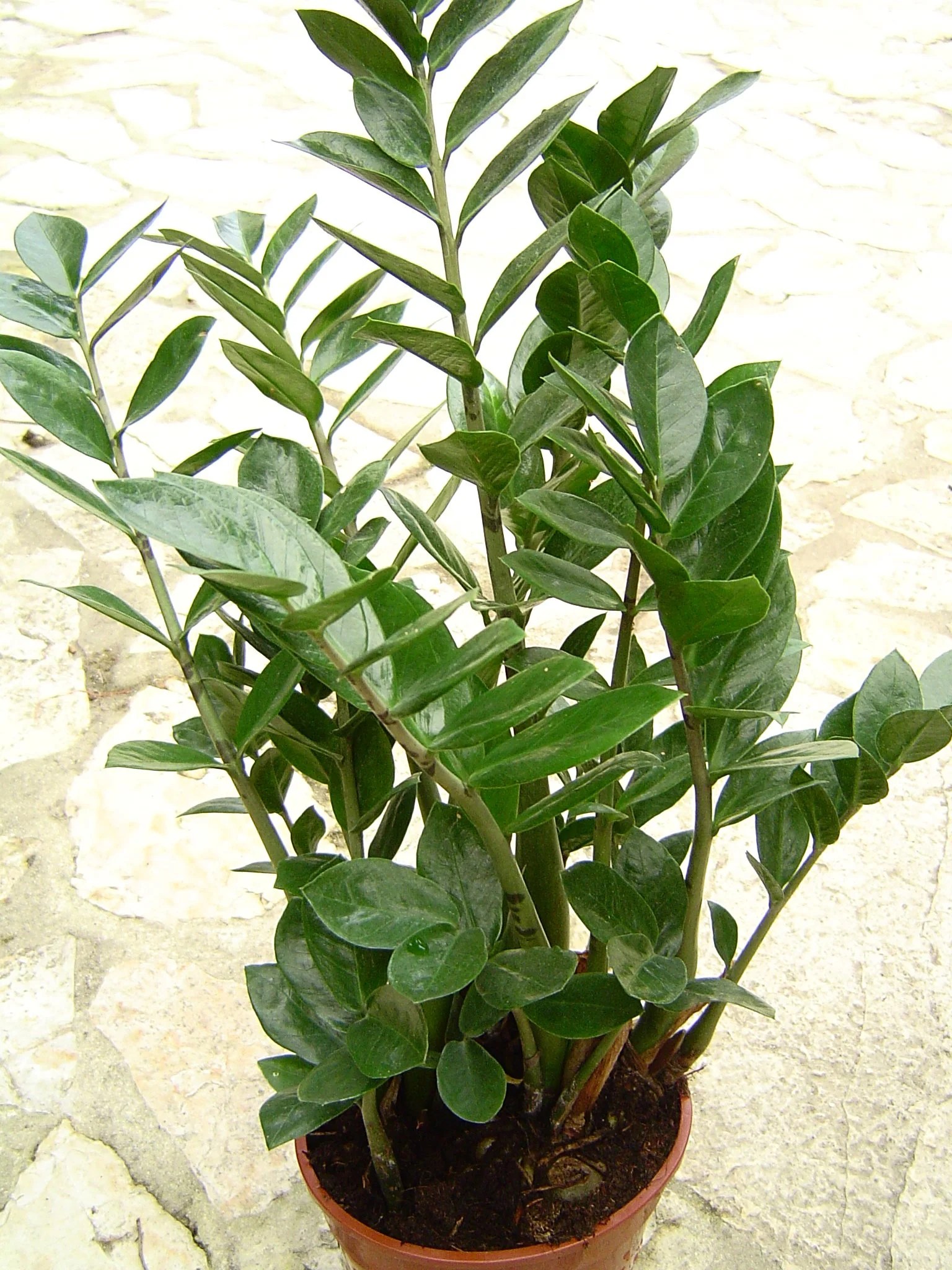 Zz plant (Zamioculcas zamifolia) All You Need To Know Ispru.