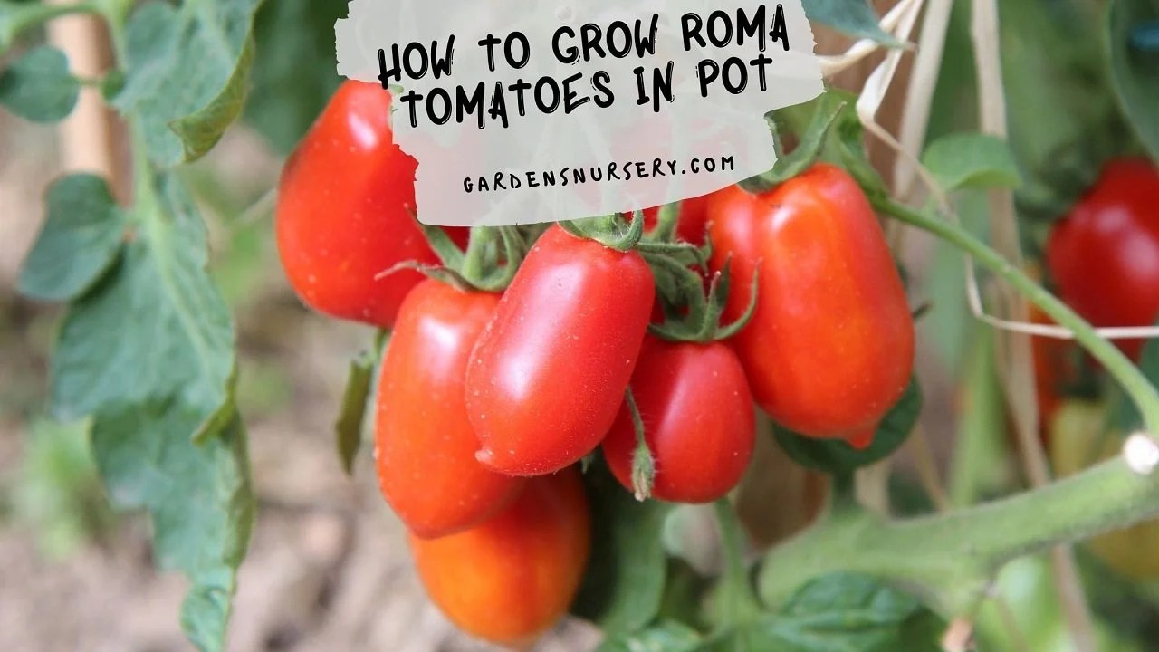 how to grow roma tomatoes in a pot [Beginners Guide] Ispru.