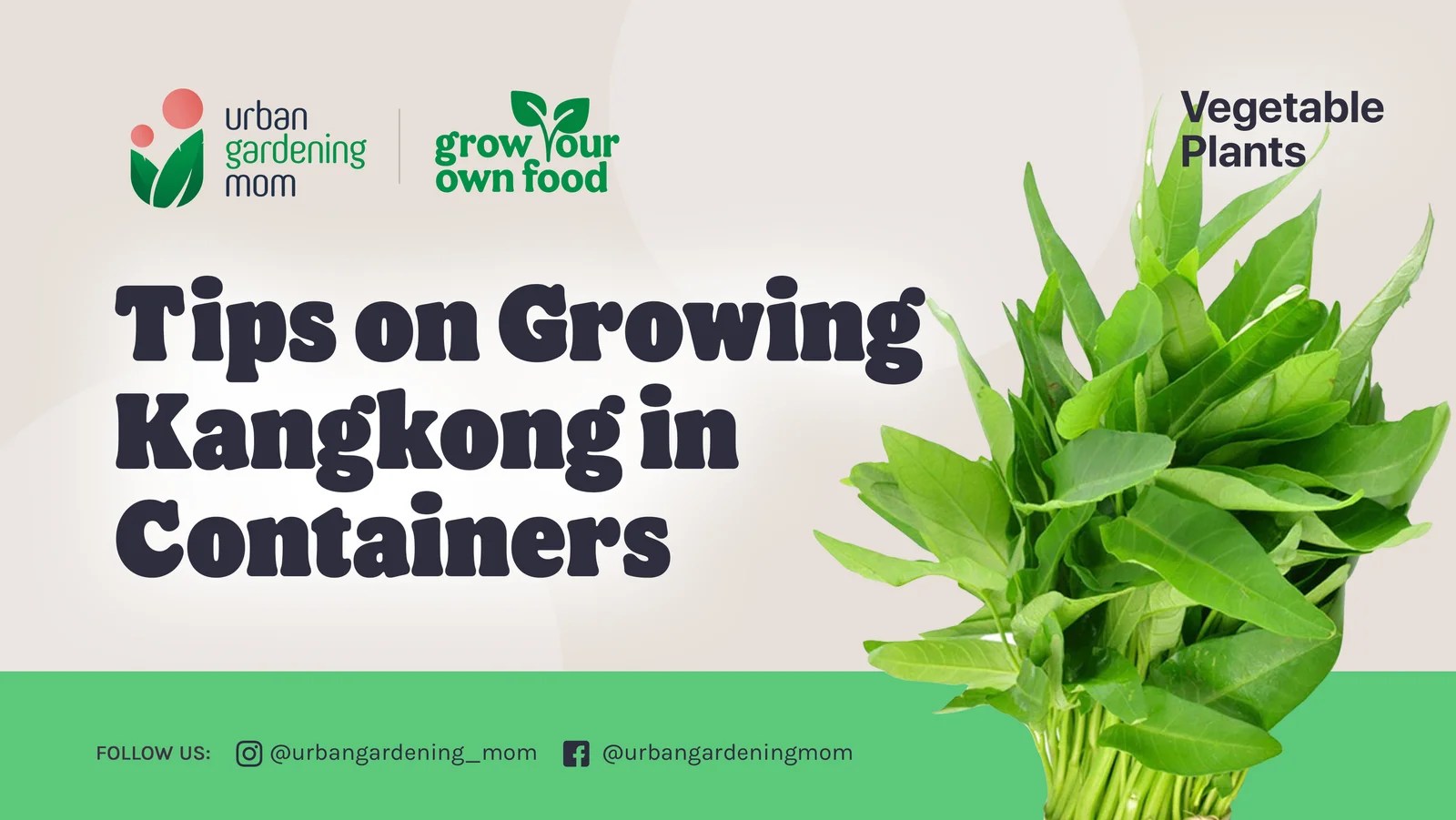 how to grow kangkong in a pot [Beginners Guide] Ispru.