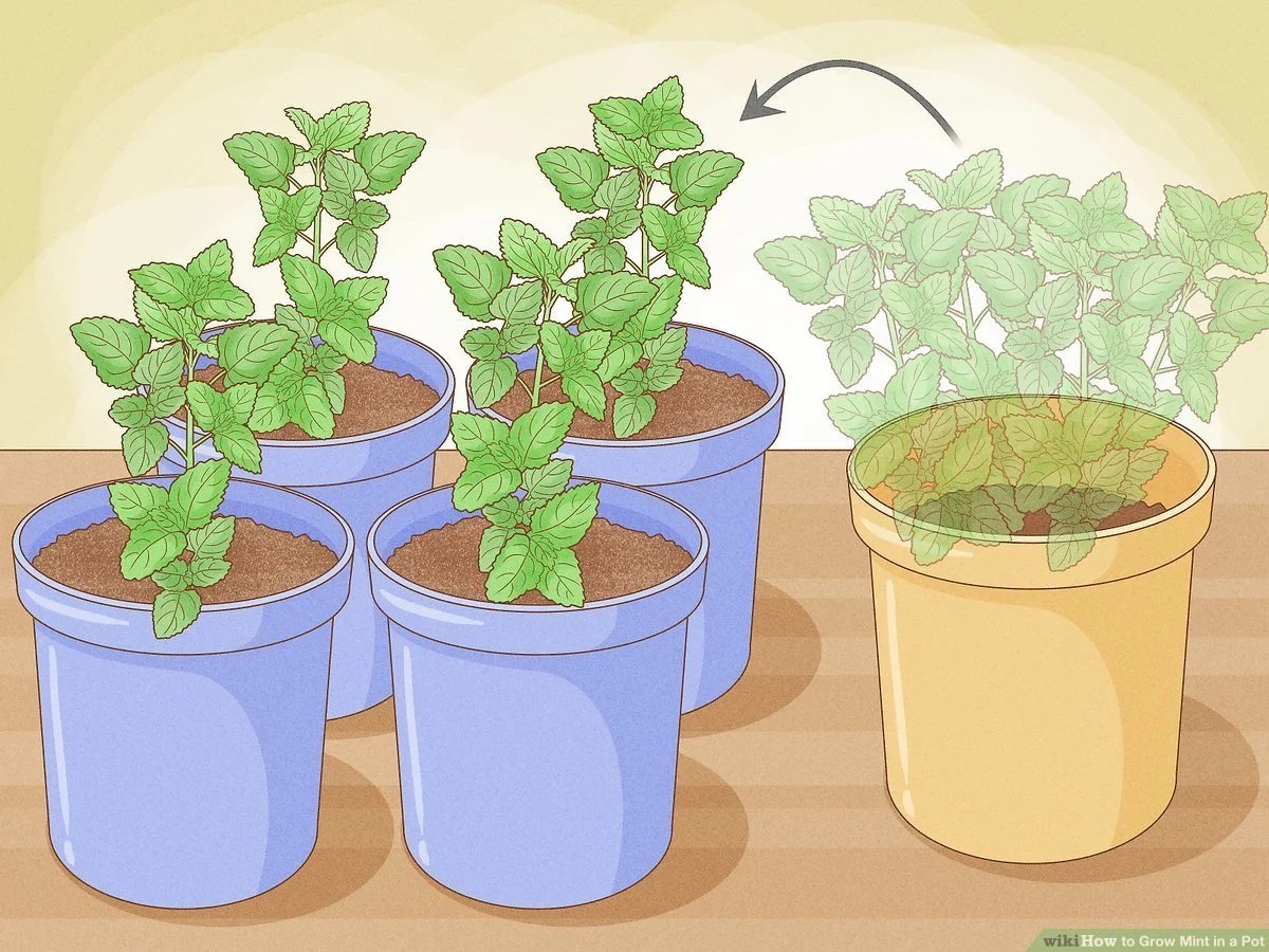how to grow peppermint in a pot [Beginners Guide] Ispru.