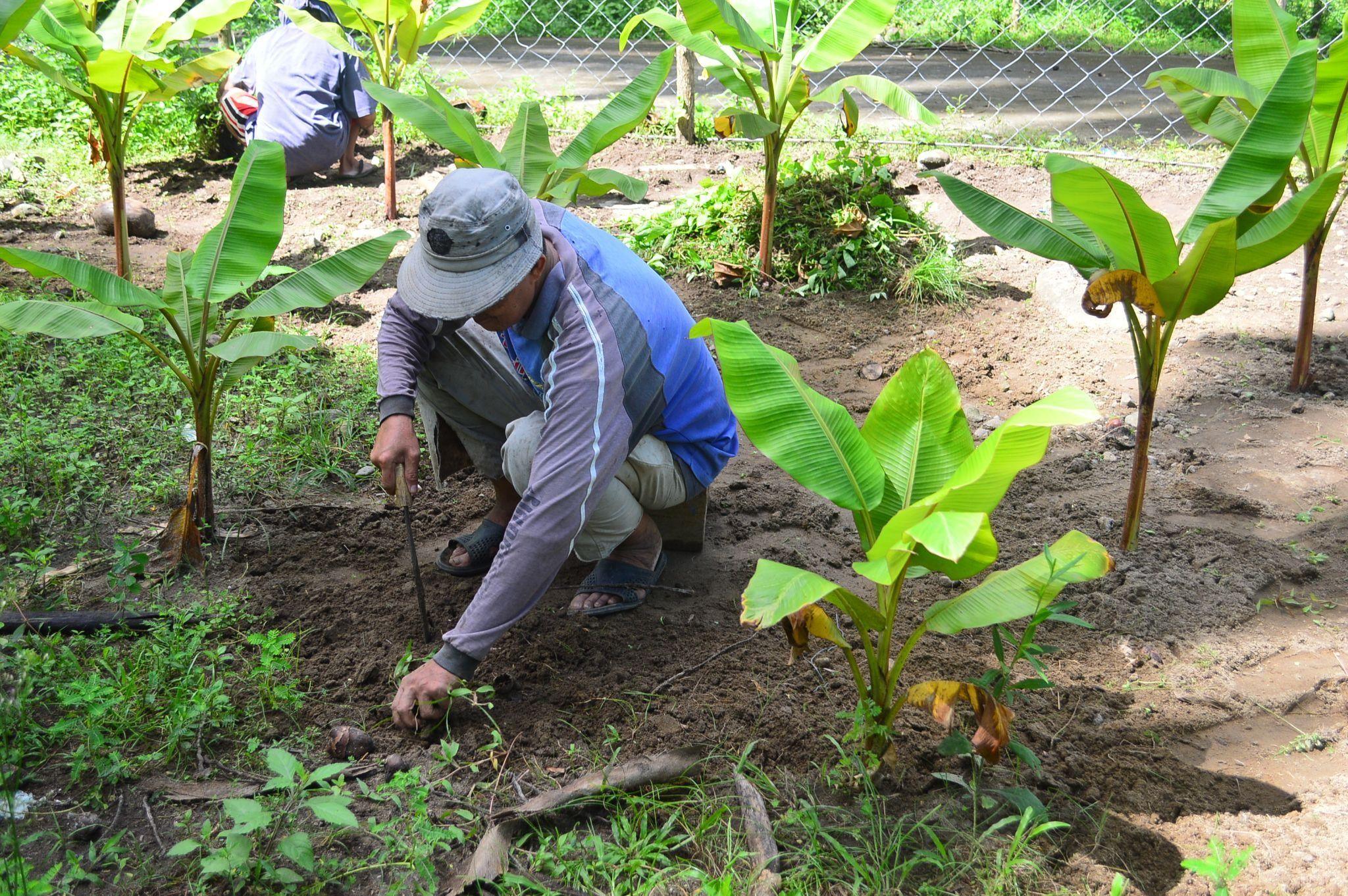 Abaca Industry Strategic Science and Technology Plans (ISPs) Platform