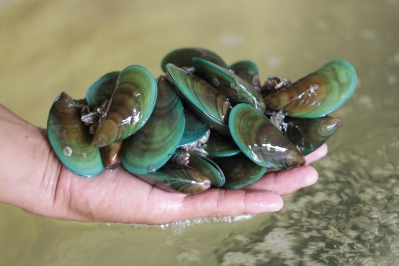 Mussel Industry Strategic Science and Technology Plans (ISPs) Platform