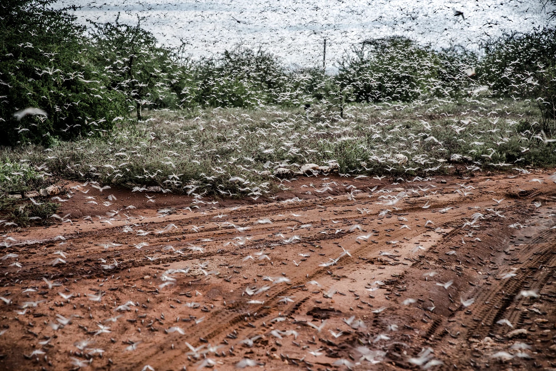¿Por qué se producen las plagas de langostas y cómo detenerlas?