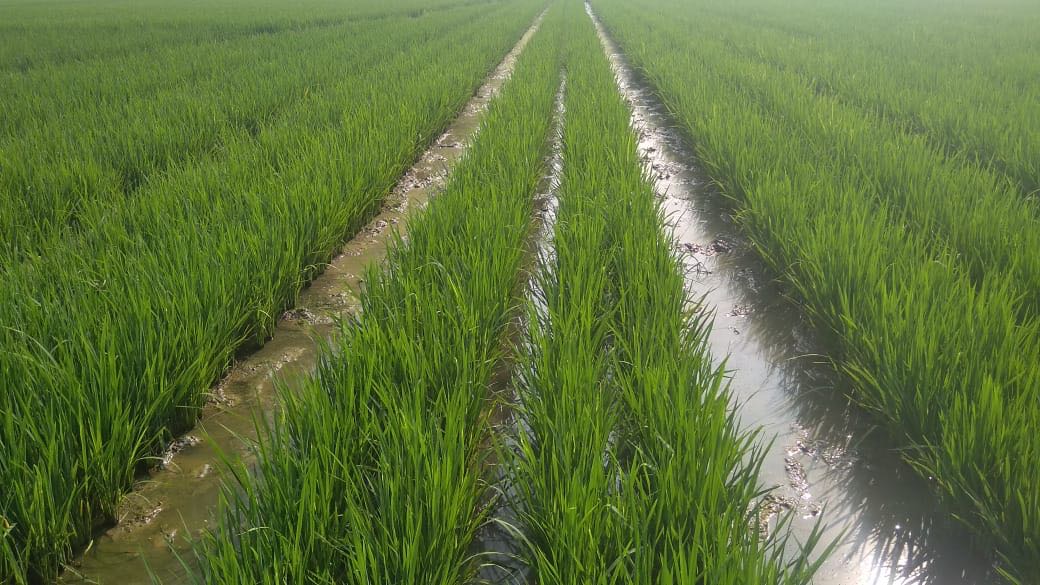 Meningkatkan pH Tanah Sawah yang Bereaksi Masam dengan Kaptan dan Asam  Humat | Berbagi Tak Pernah Rugi
