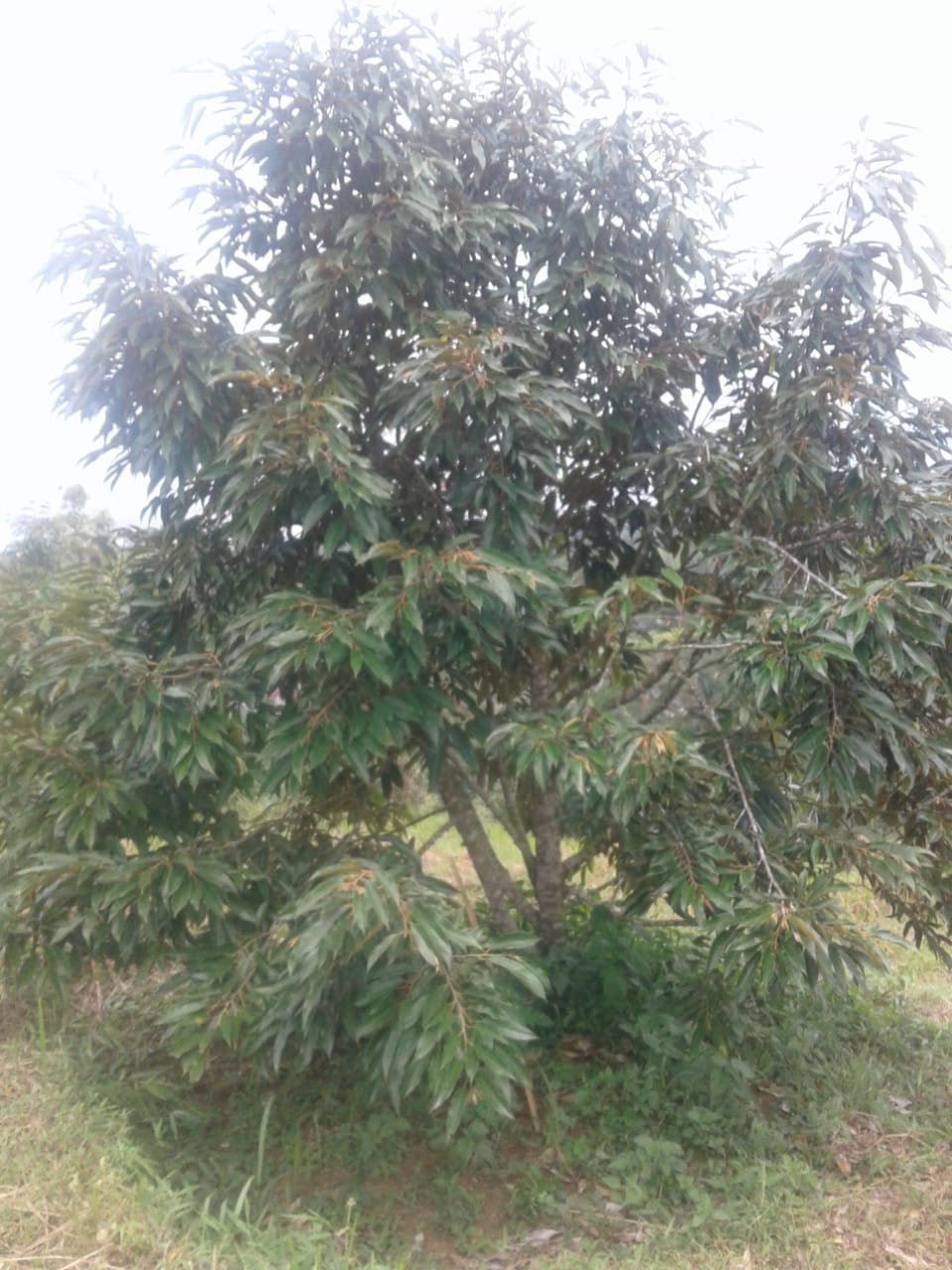 Mengatasi Buah Durian yang Rontok Muda | Berbagi Tak Pernah Rugi
