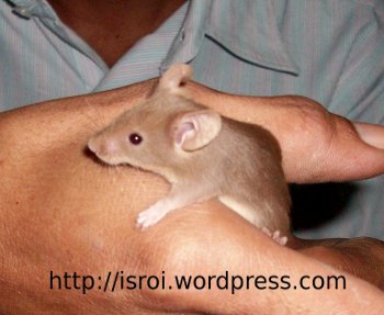Tikus Hias Jepang Coklat | Berbagi Tak Pernah Rugi