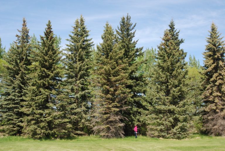 The 6 Main Shelterbelt Species Shelterbelt DSS