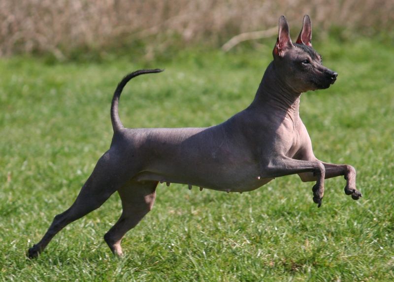 Der Xoloitzcuintle bzw Mexikanische Nackthund Issn' Rüde!