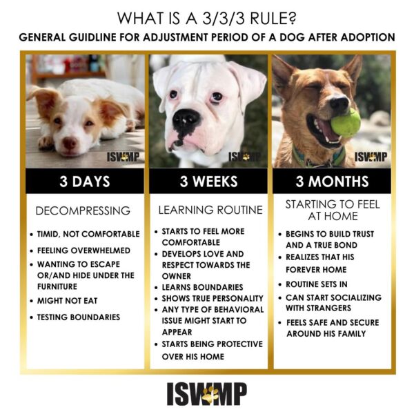 What Is the 333 Rule, and Why Should We Honor It When Adopting a