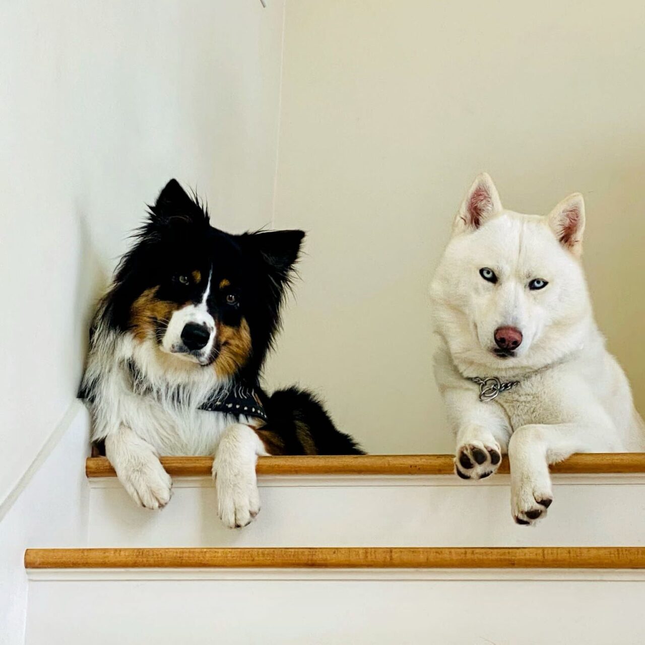 How Do I Stop Resource Guarding With Other Dogs