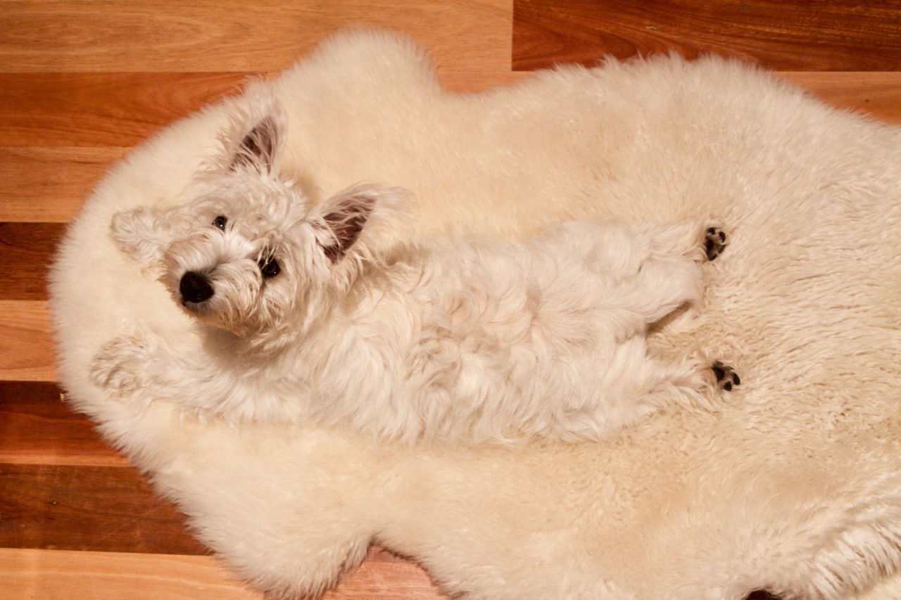 Istansilk to Estansilk, where elegance meets comfort in the world of carpets and rugs