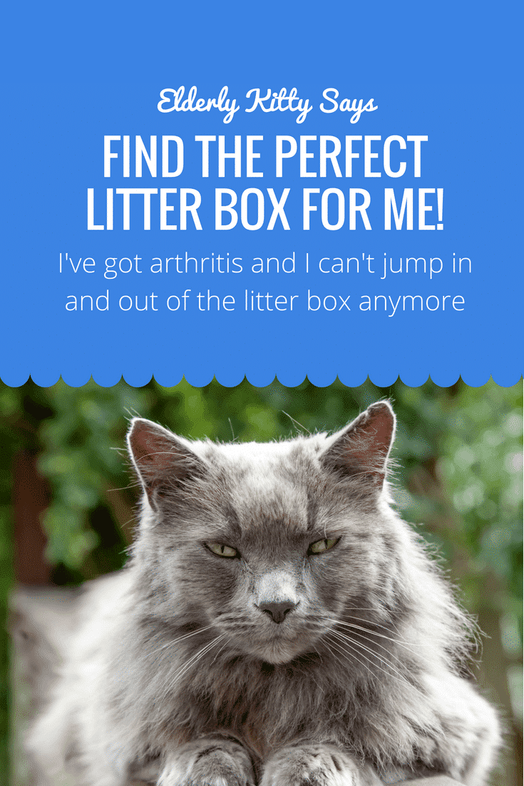What Is The Best Litter Box For Elderly Cats?