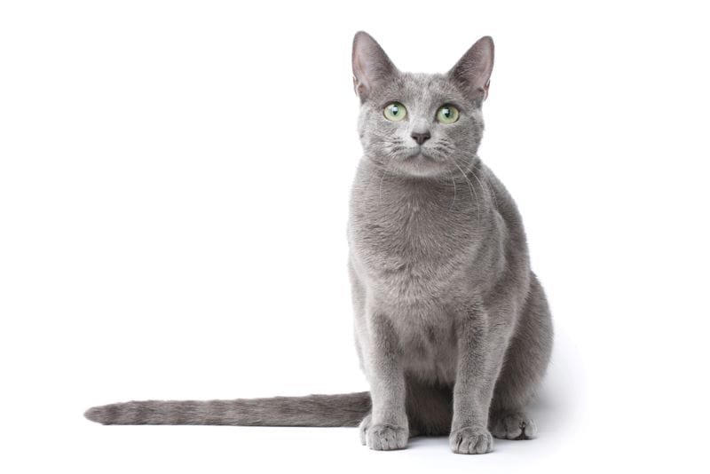 When Do Cats Shed Their Hair? The Amount Is Astonishing