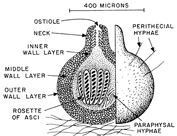 Conidia Labeled