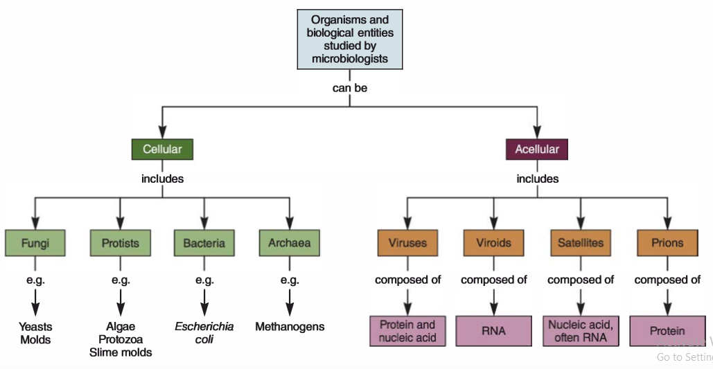 microbes classification Study Solutions