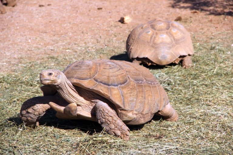 Einladung zum NÖ Schildkrötentag ISV Internationale