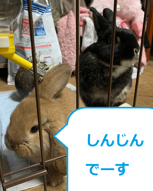 うさぎ多頭飼いはじめました Itトラブル支援