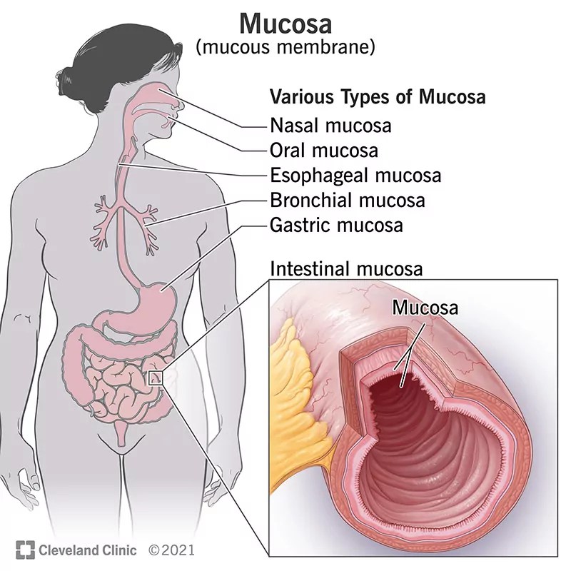 Mucosa Funzione, Anatomia E Definizione SFOMC
