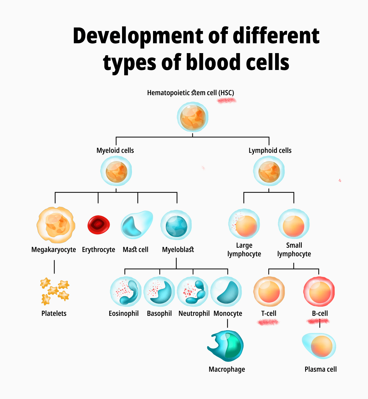 Blood cell mutations linked to leukemia are inevitable