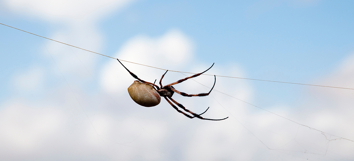 Real webshooters? Synthetic spider silk spun from artificial gland It