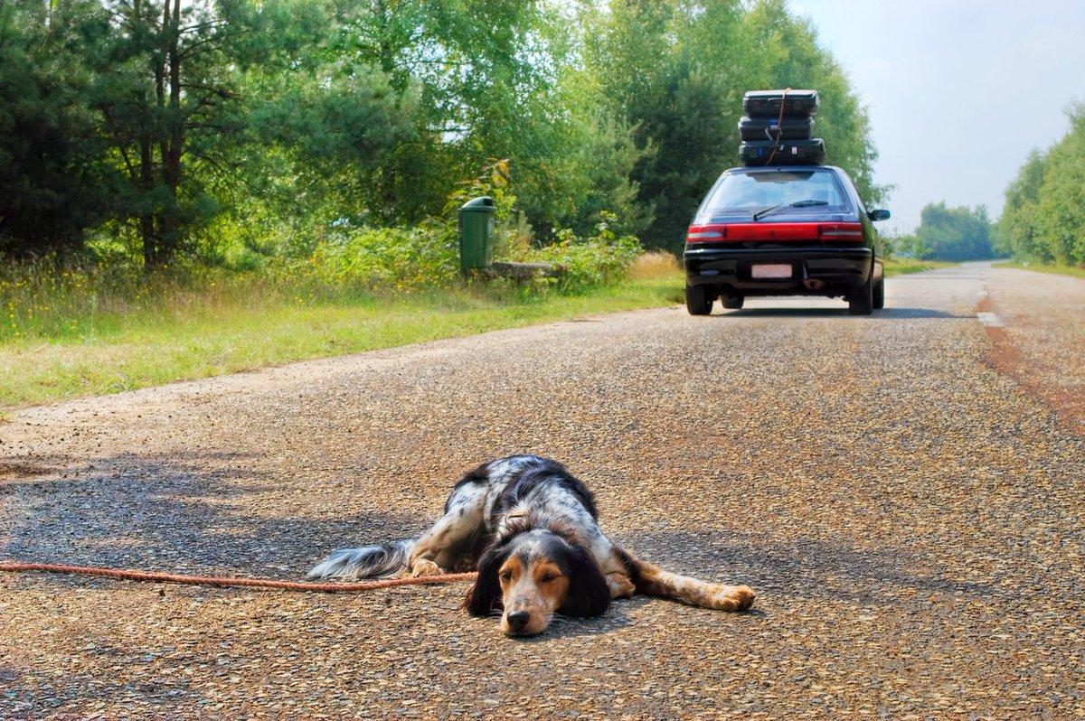 Multa fino a 10.000 euro per chi abbandona il proprio cane
