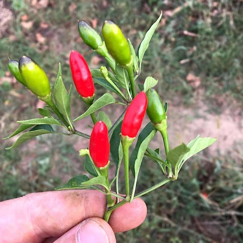 Calabrian Pepper seeds