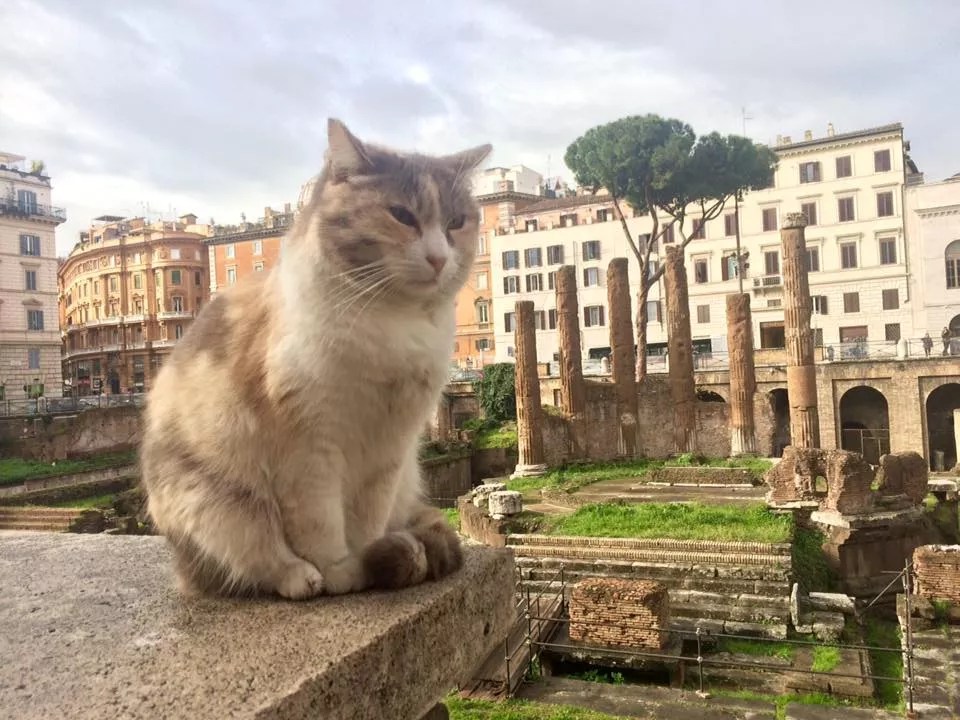 The best cat of the Colosseum. Rome and stray cats Italy Trails