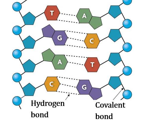 Chemistry of Life Covalent, Iconic, and Hydrogen Bonds ⋆