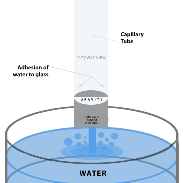 Properties of Water Biology Activities ⋆