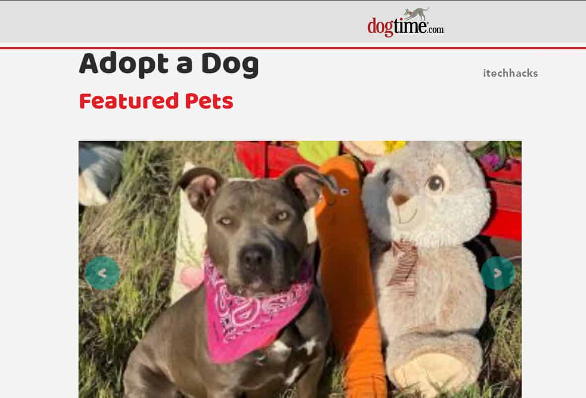 Top 10 Best Puppies for Sale sites (2024) Find a Puppy