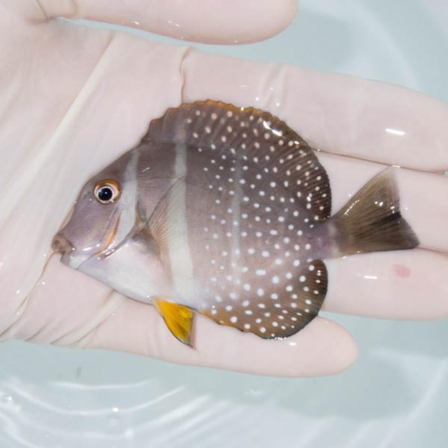 【現物7】小笠原産キイロハギ 粒エサOK 9.8cm(A1982) 海水魚 サンゴ 生体 A1982アクアギフト 通販
