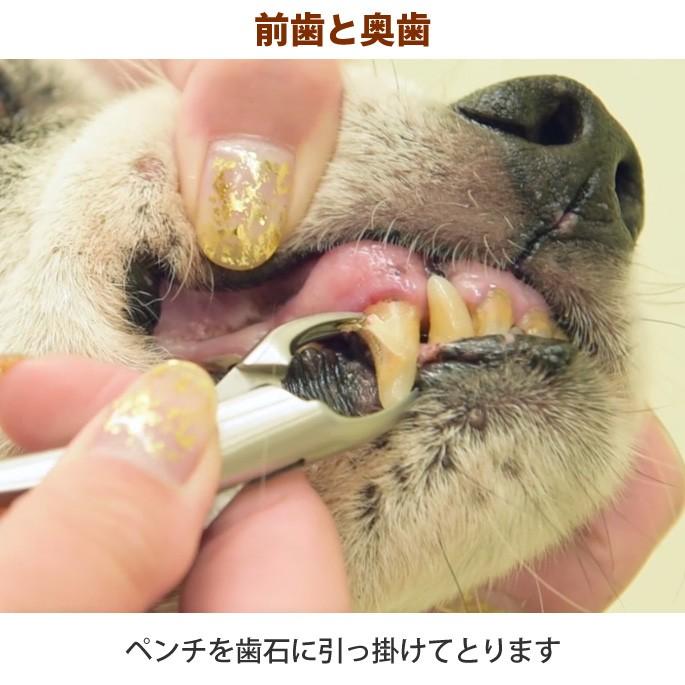 愛犬・愛猫用歯石取りペンチ ペット用 dent0018犬手作りごはん帝塚山ハウンドカム 通販 Yahoo!ショッピング