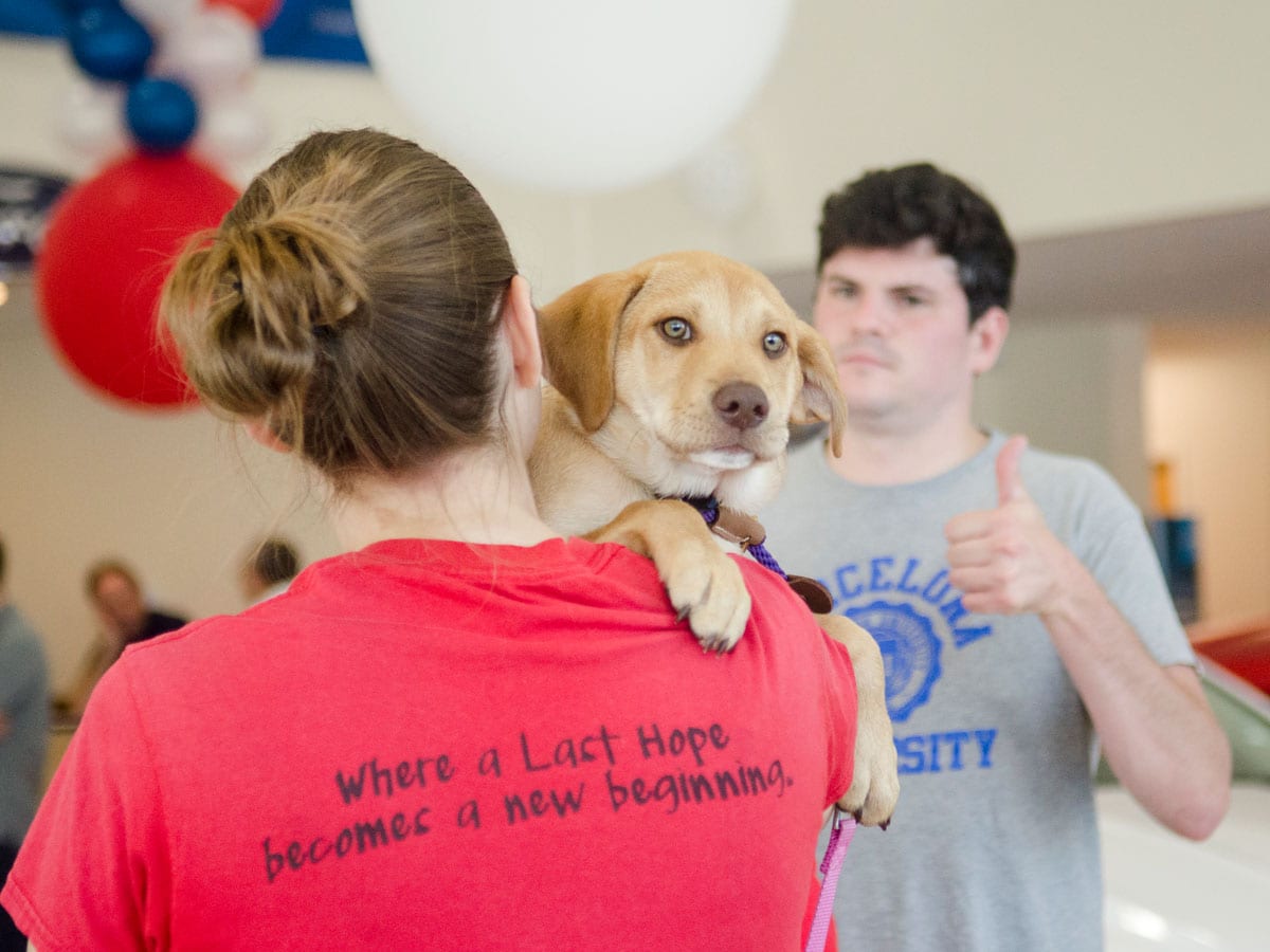 Saugus car dealer lends a helping paw Itemlive