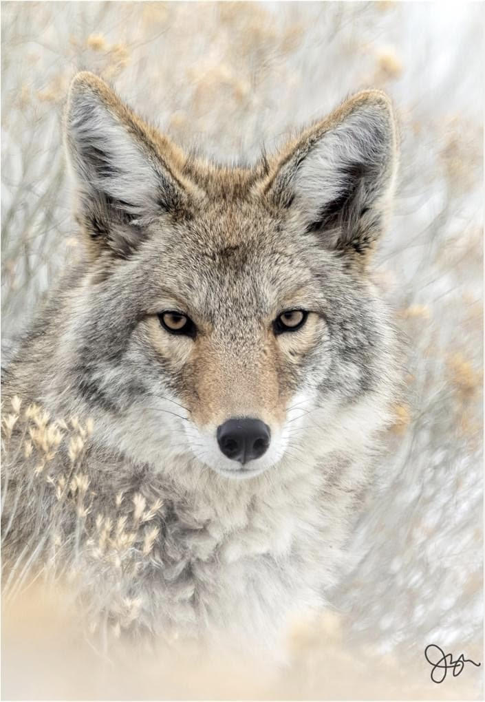 Swampscott to have two informational events about coyotes Itemlive