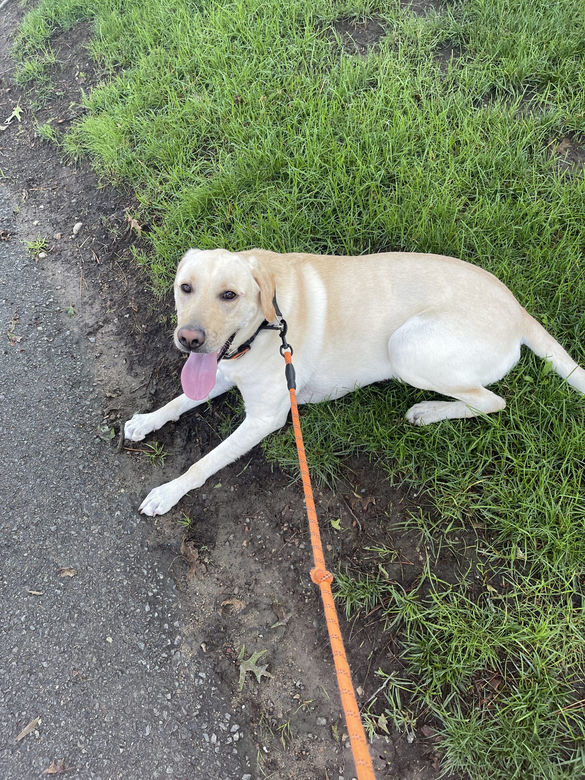 National Grid inspecting in Swampscott after dog survives electric