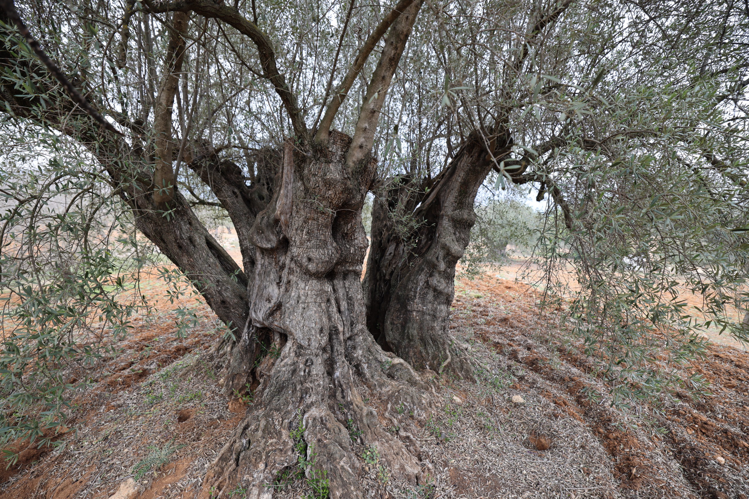 30,000 Olive Trees — A Visit to Almazara La Alquería