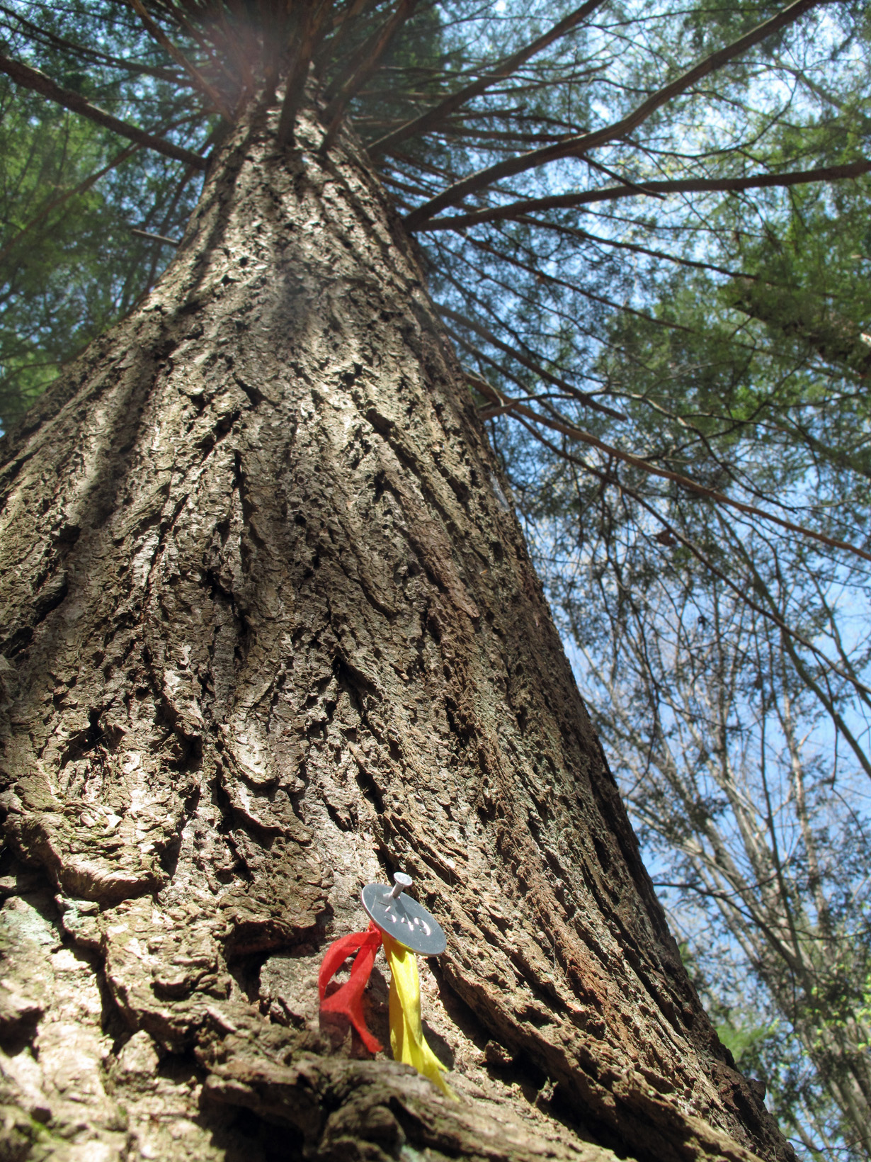 hemlock woolly adelgid Walk in the Park