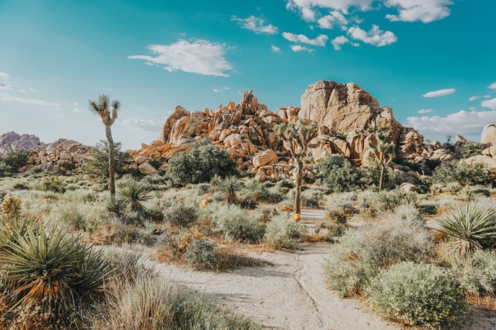 Seasonal Guide to Weather in Joshua Tree International Travelers House