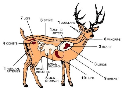 Where To Shoot A Deer With A Crossbow? | ITIShooting