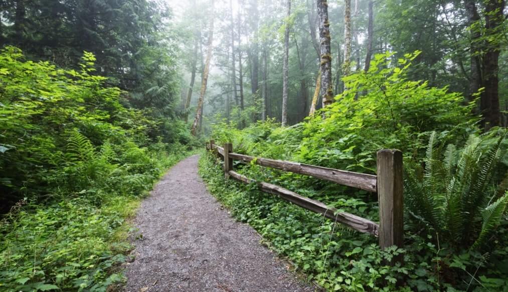 15 BEST Trails for Hiking and Running in Olympia, WA Wild